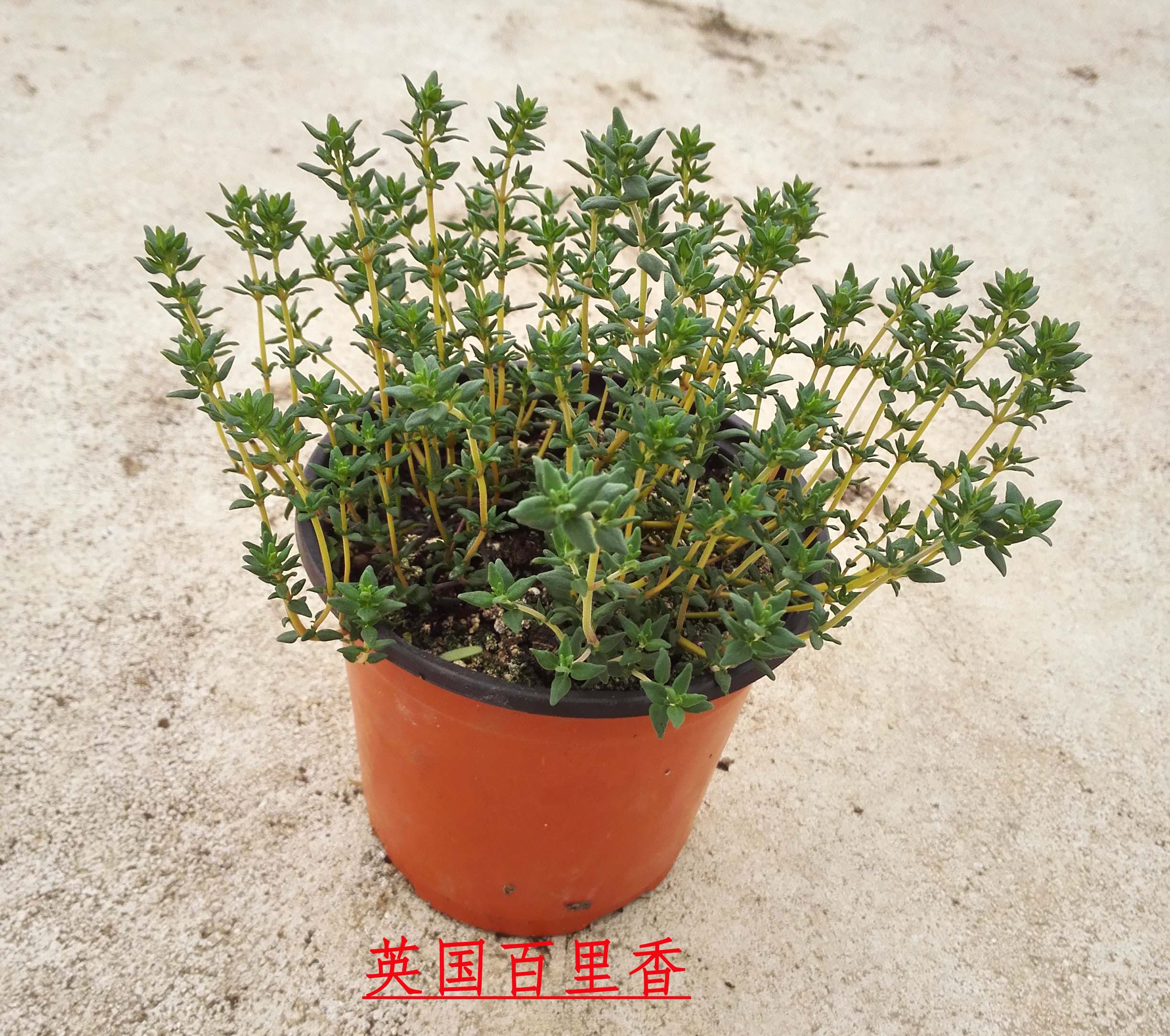 英国百里香盆栽西餐厨房调料香草植物盆栽苗花卉绿植芳香植物包邮