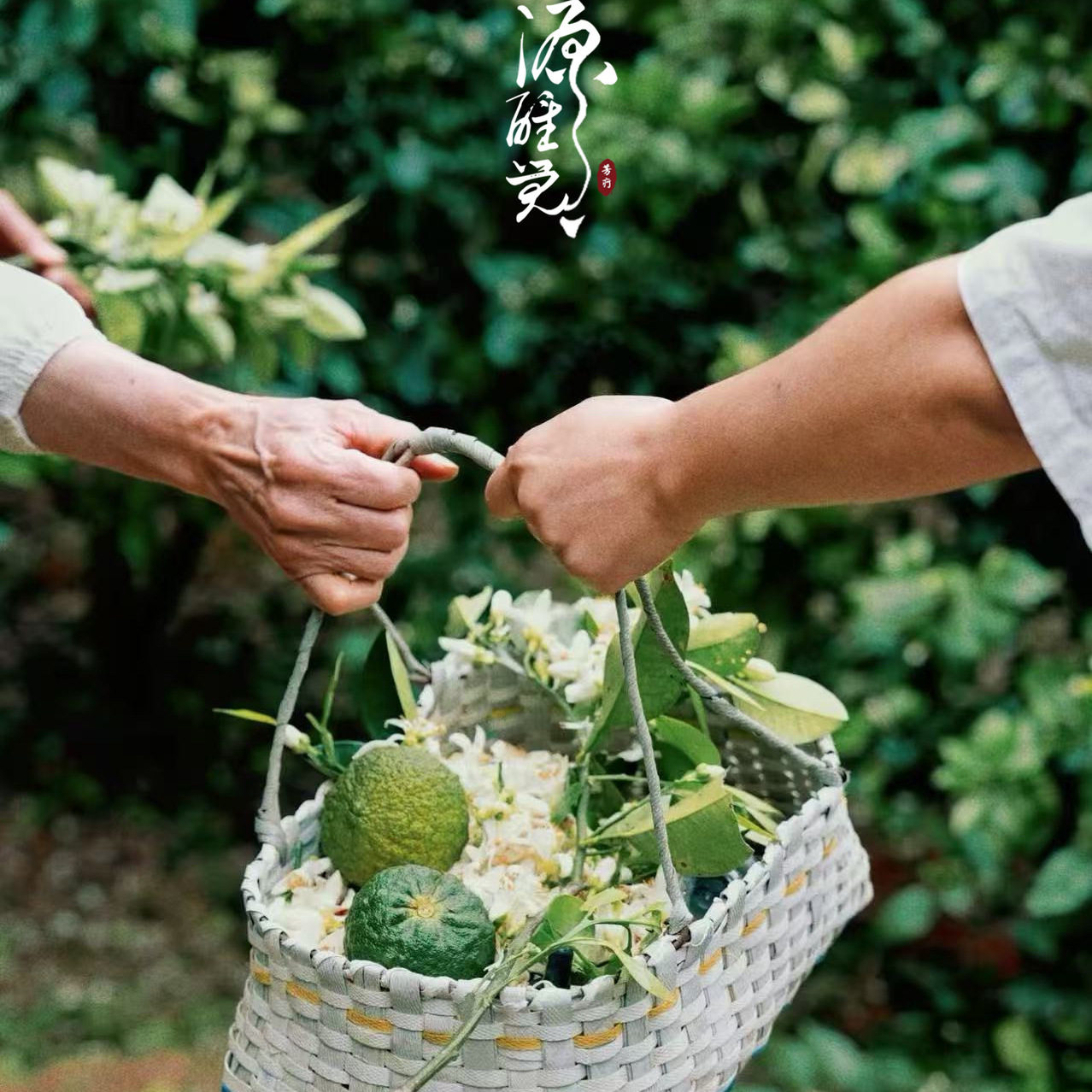 源醒觉 新鲜苦橙花纯露100ml 店主zui爱的纯露之一！