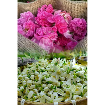 【美bai去黄】组合款 芳香纯露系列  玫瑰+苦橙花。深层保湿锁水