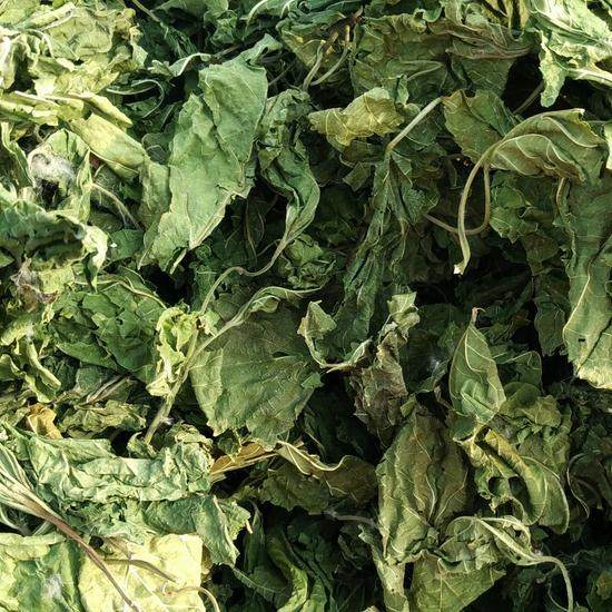 桑叶 5斤包邮 生桑叶 荆桑 正品桑叶茶叶 500g克 中药材供应