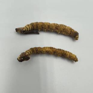 冬虫草 虫草 西藏那曲 2条1g 中药材 冬虫夏草 包邮 正品