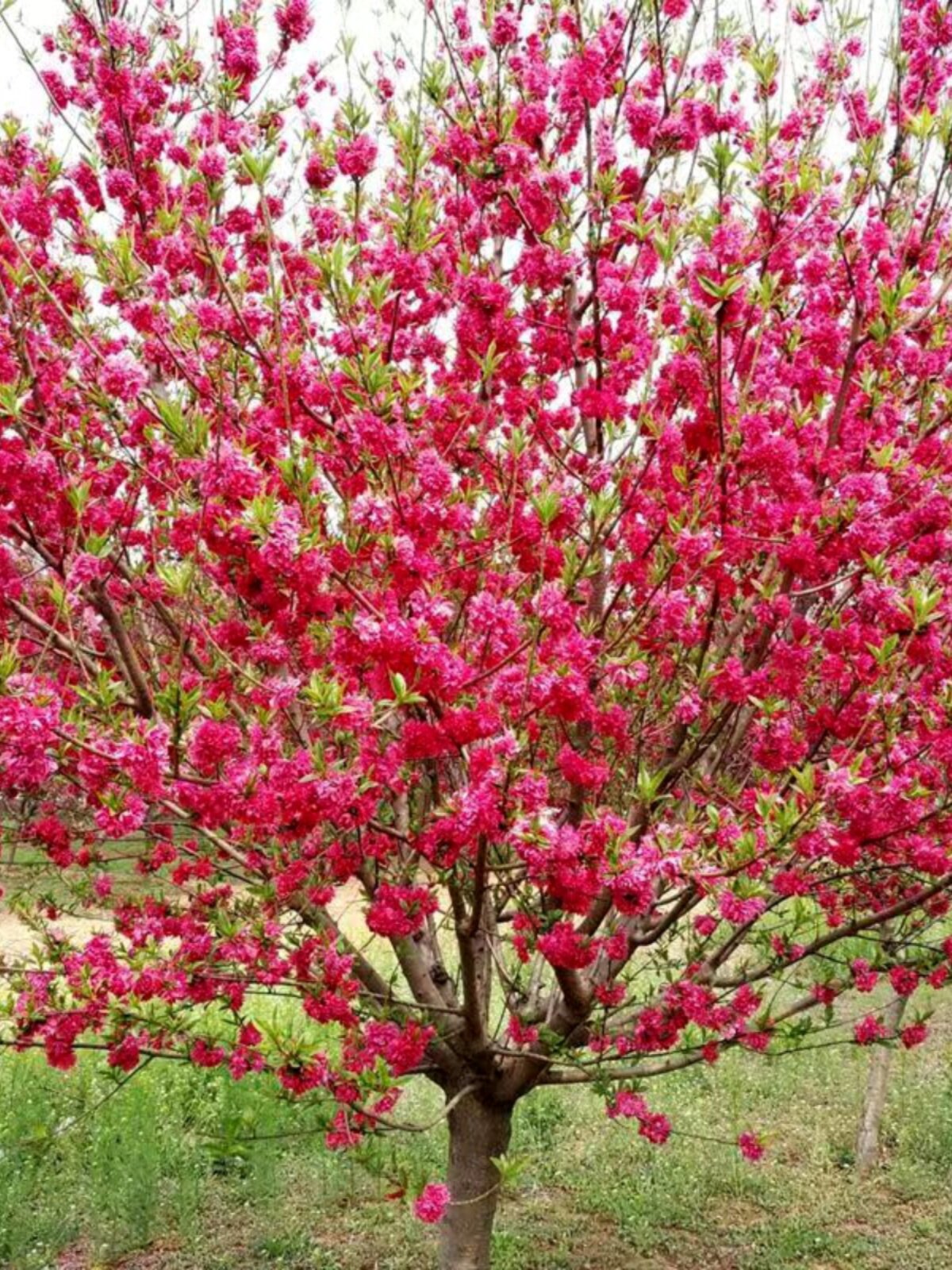 紫叶碧桃树苗庭院观赏桃花红叶碧桃树工程绿化树苗木别墅风景树苗