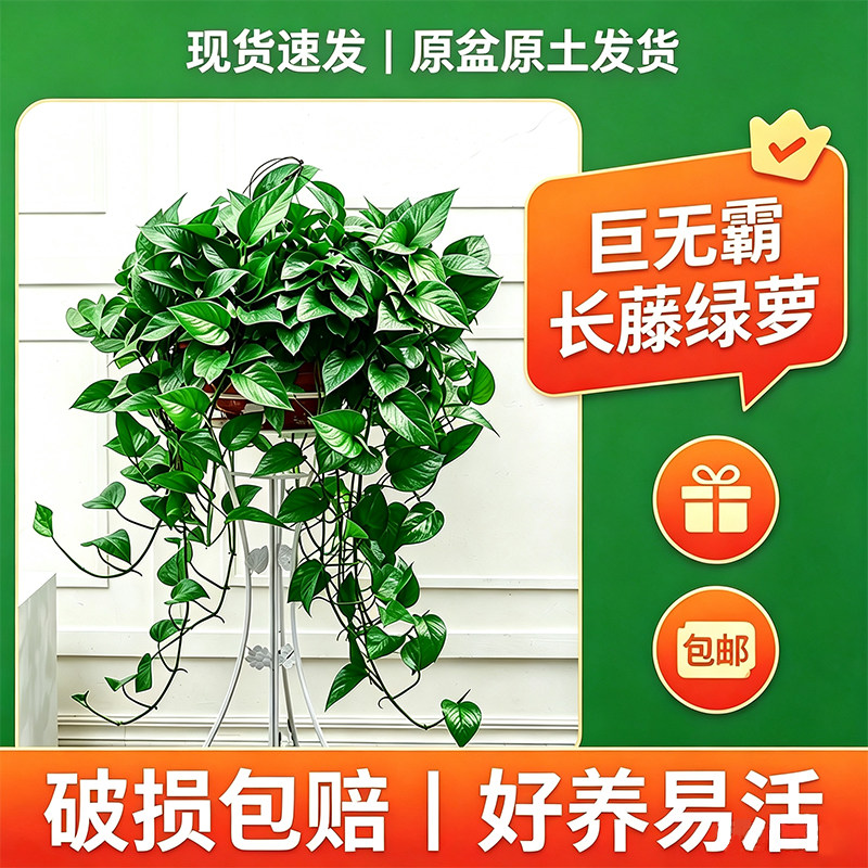 绿萝长藤款室内盆栽桌面绿植绿罗新手客厅好养易活大盆植物绿箩