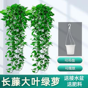 绿萝长藤盆栽室内款 绿植花卉客厅大叶垂吊植物挂墙吊篮绿箩批发