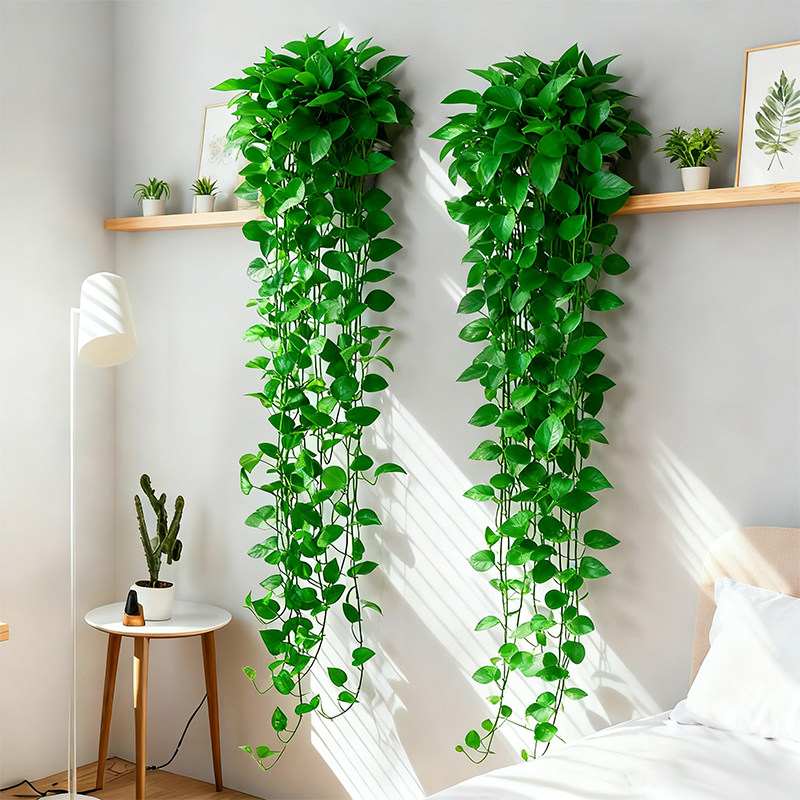 绿萝长藤盆栽室内款绿植花卉客厅大叶垂吊植物挂墙吊篮绿箩批发,鲜花速递/花卉仿真/绿植园艺,绿植,淘宝优惠券,粉丝福利购,淘宝优惠卷