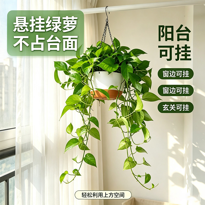 绿萝长藤款室内盆栽客厅办公室绿植阳台植物绿罗大盆铁链悬挂绿箩