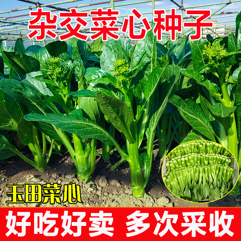 正宗玉田春秋四季广东甜菜心种子
