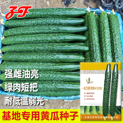 亿联特K100早春保护地黄瓜种子耐低温弱光强雌油亮绿瓤青瓜蔬菜籽