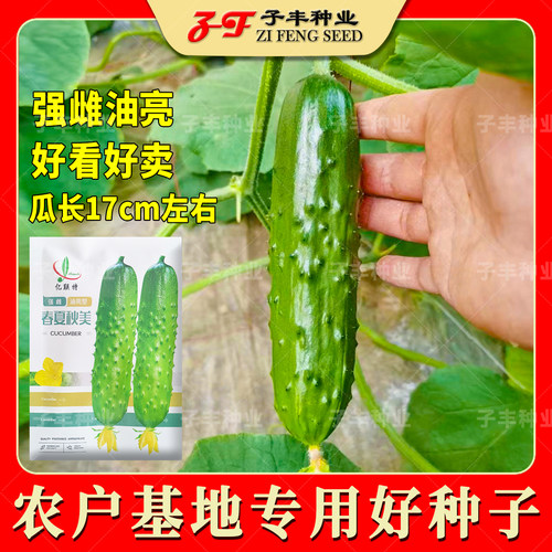 强雌油亮型口感甜脆四季黄瓜种子