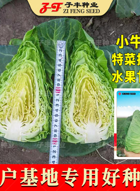 特色小牛心甘蓝种子好吃好看