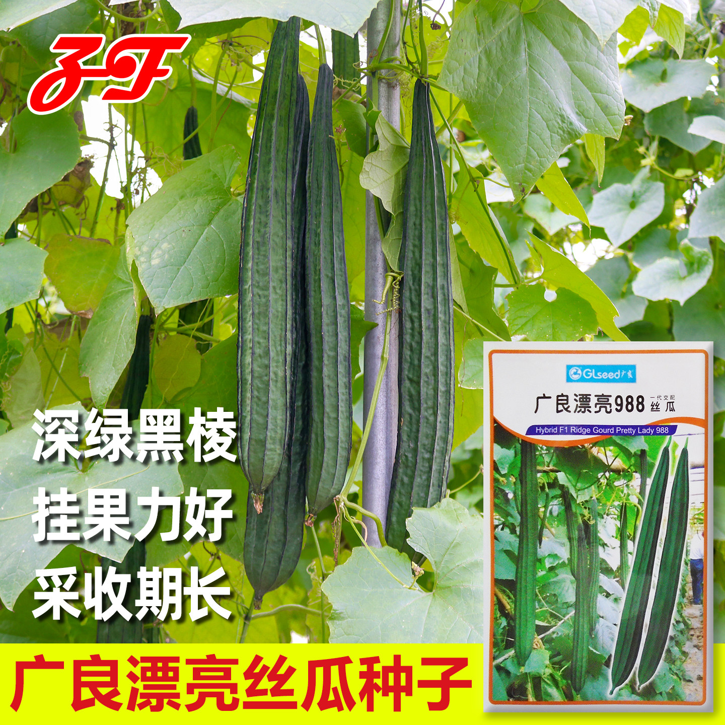 广良漂亮988丝瓜种子泰国八角棱丝瓜种籽春秋季农家黑棱八棱水瓜