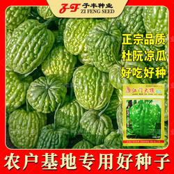 广东江门大顶苦瓜种子春季秋季夏季瓜果菜籽肉厚杜阮凉瓜种籽种孑