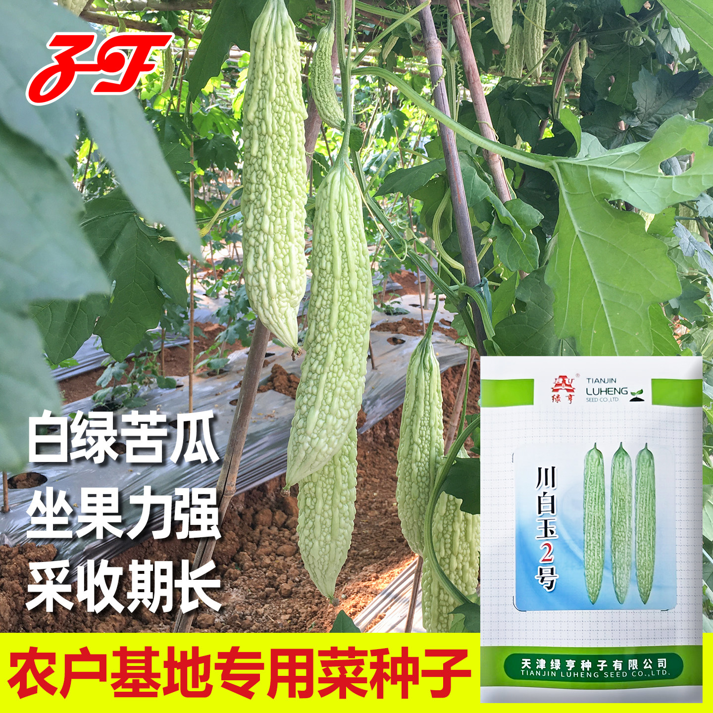 白绿皮白玉苦瓜种子川白玉2号图片