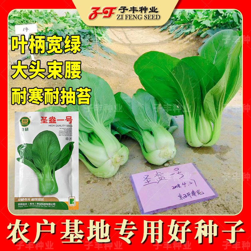 京研益农圣盎一号青梗菜种子50克冬季春季晚抽苔耐寒小油菜青菜籽