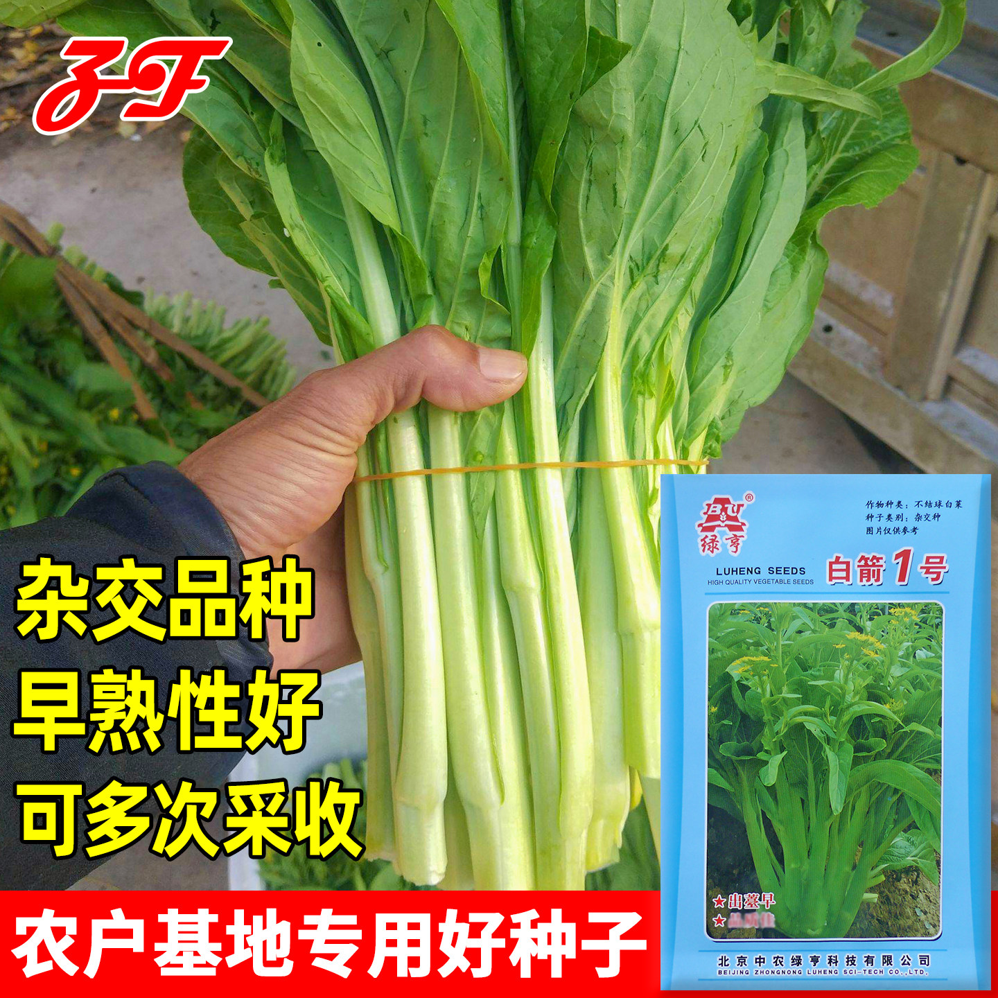 白箭1号杂交白菜苔种子多次采收图片