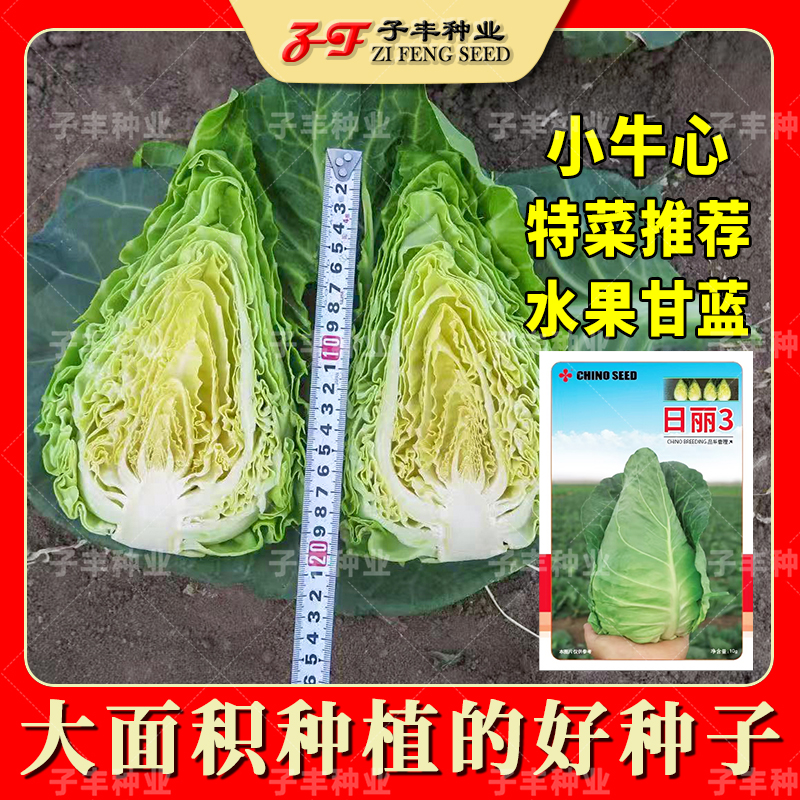 优选小牛心甘蓝种子好吃好看