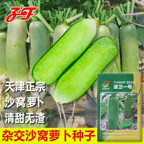 天津正宗绿肉沙窝水果萝卜种子