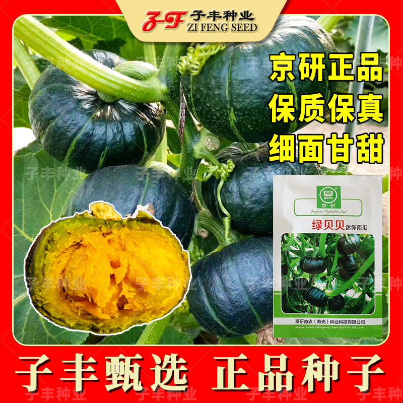 京研益农正宗绿贝贝南瓜种子板栗粉糯香甜迷你小南瓜种籽春季秋季