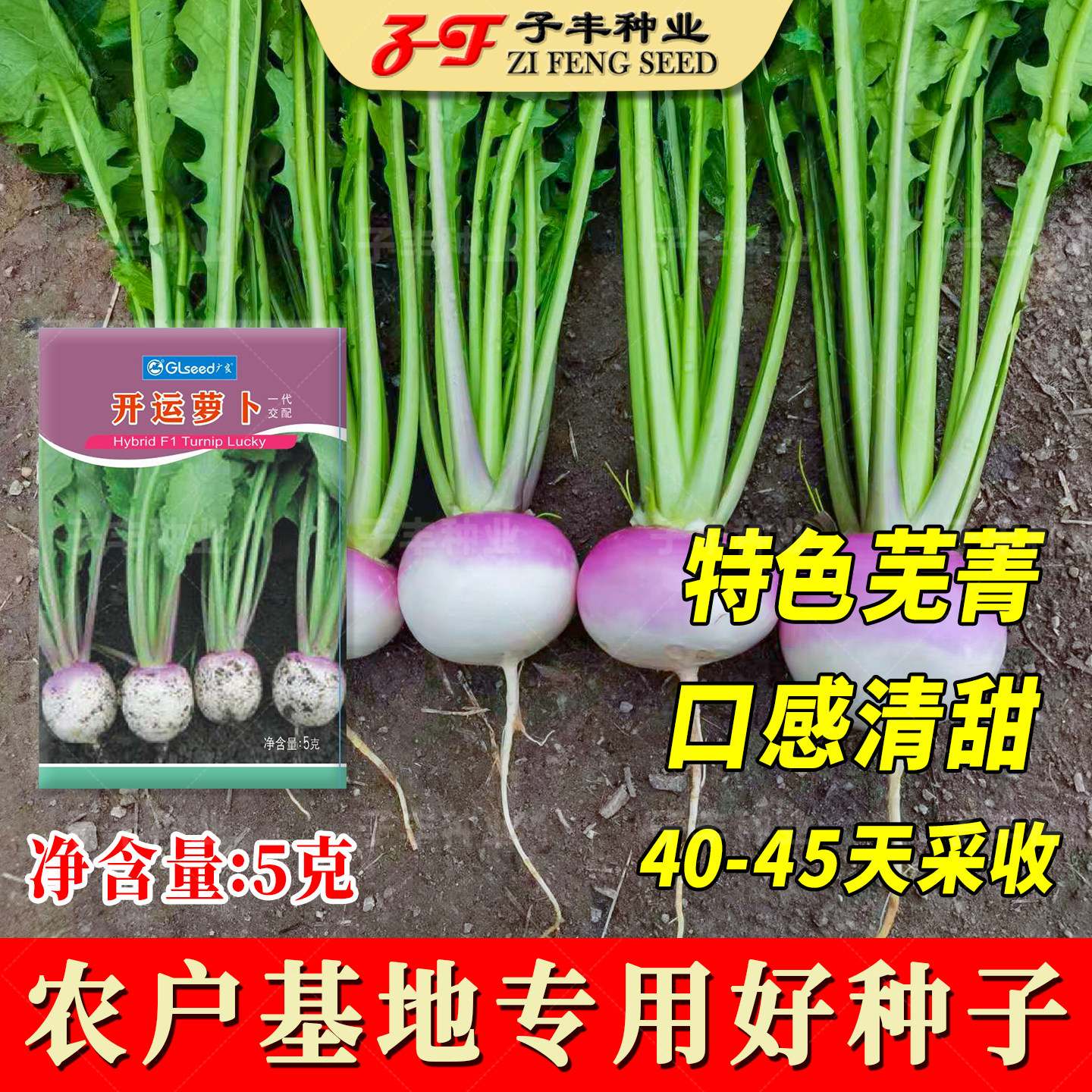 特色小萝卜种孑开运小芜菁种子上紫下白春季秋季清甜水果蔓菁种籽