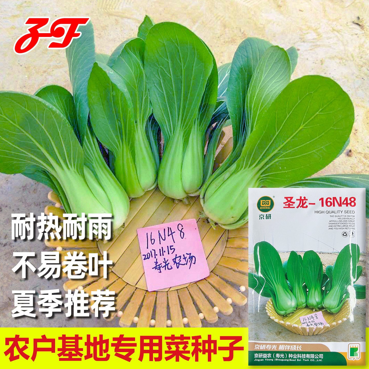 耐热耐雨水京研夏季青梗菜种子图片