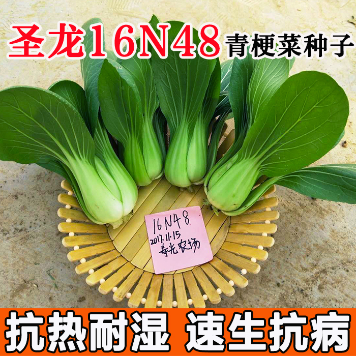 京研益农圣龙-16N48青梗菜蔬菜种子四季夏季强抗热小白菜青菜种籽