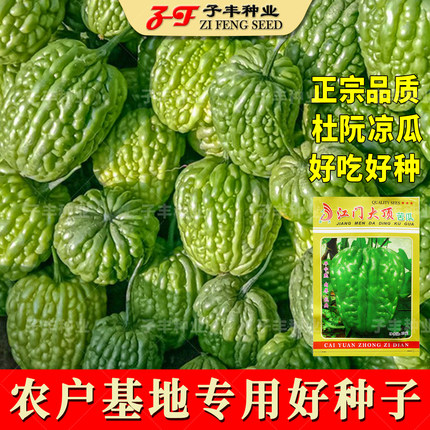 广东江门大顶苦瓜种子春季秋季夏季瓜果菜籽肉厚杜阮凉瓜种籽种孑