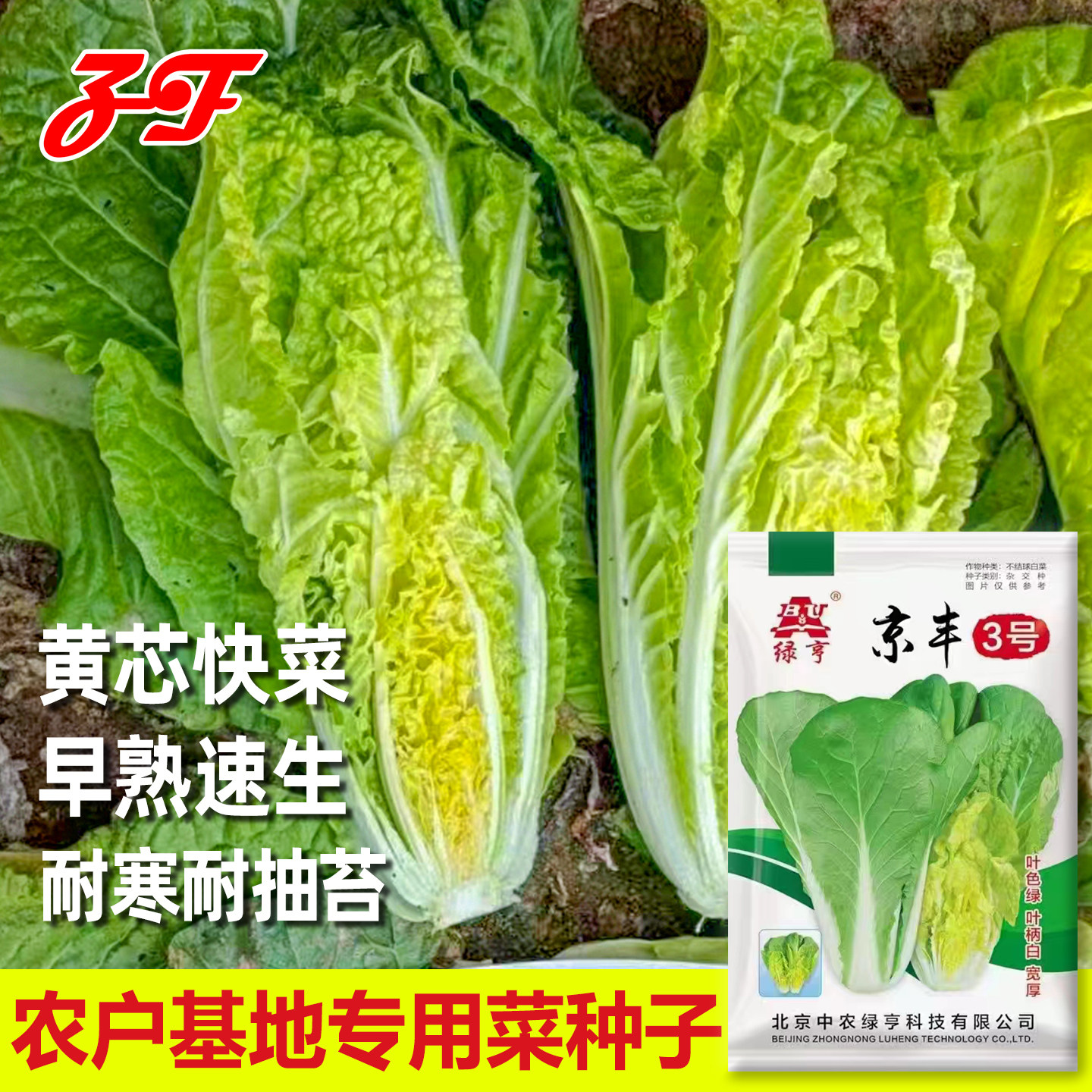 京丰3号四季耐寒耐抽苔快菜种子图片