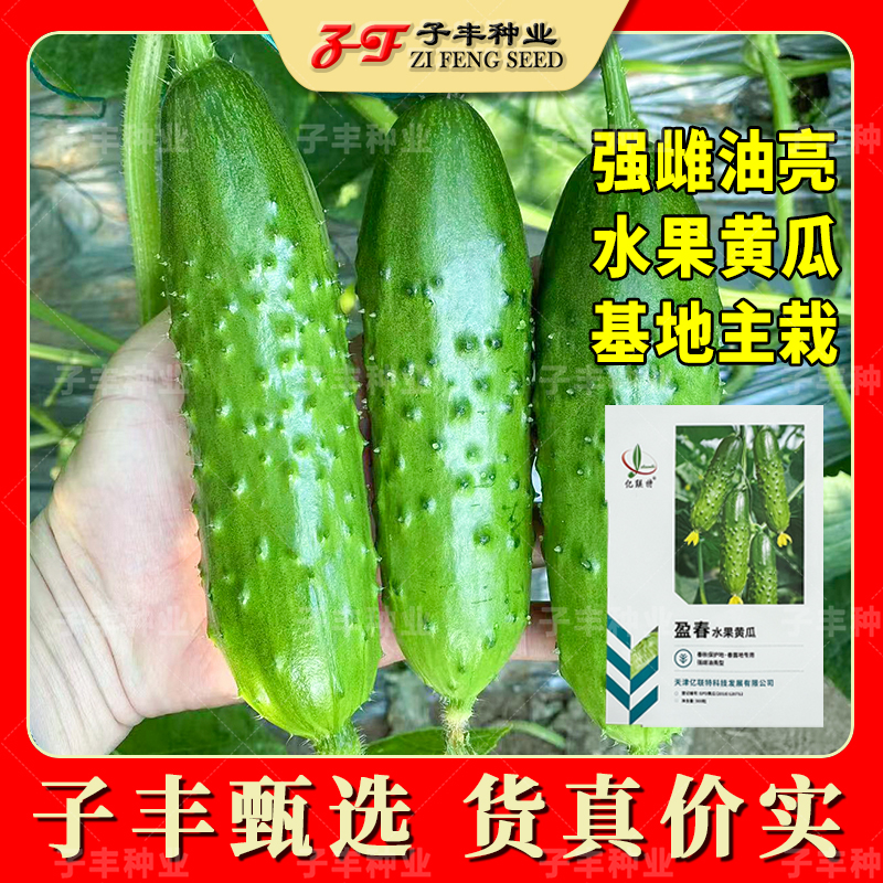 强雌油亮水果旱黄瓜种子盈春珍宝201春季秋冬甜脆瓜味浓秋瓜种籽