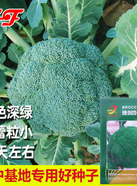 秋季65天绿剑四号西兰花种子