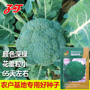津耘绿剑四号西兰花种子秋季65天小粒深绿青花菜绿菜花西蓝花种籽