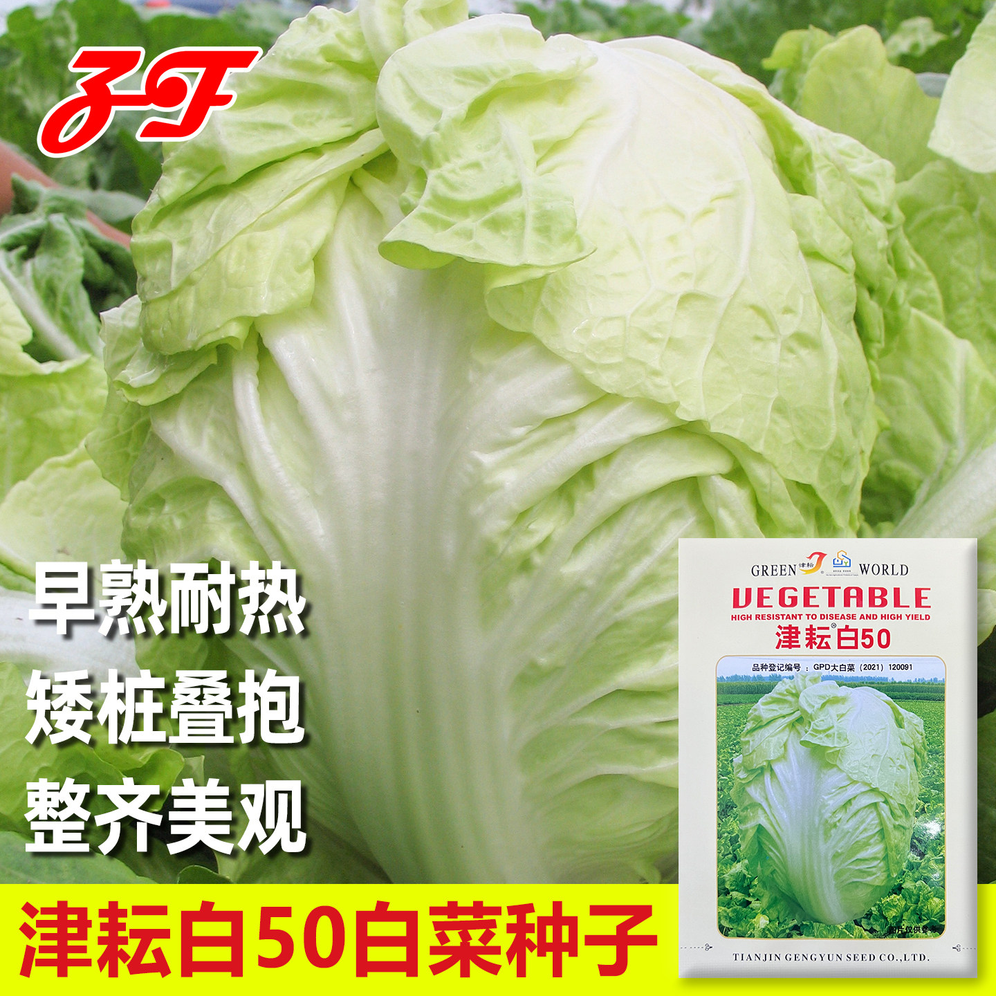 津耘白50大白菜种子早熟夏季耐热秋季白菜种孑矮桩圆头大白菜种籽