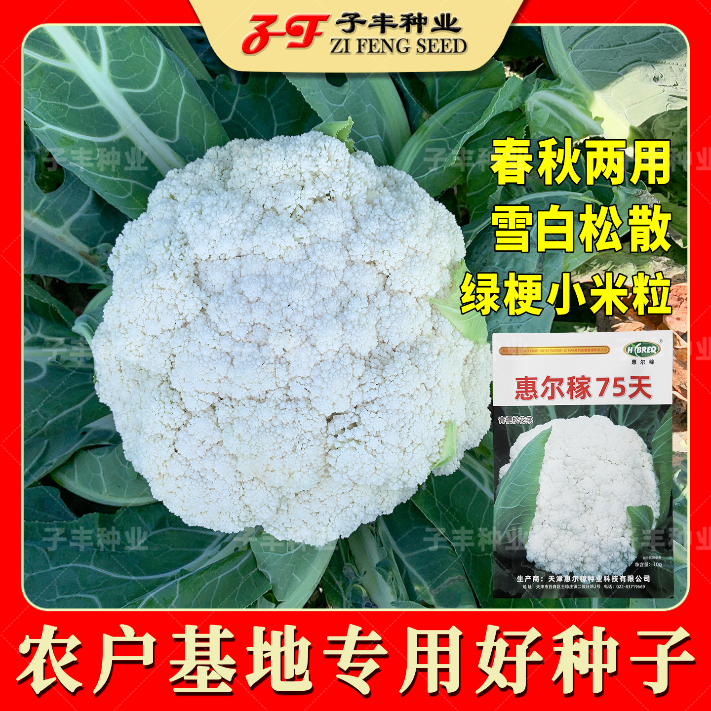 惠尔稼75天春季秋季松花菜种子