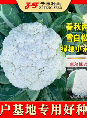 青梗松花菜种子春季秋季惠尔稼75天全松小米粒菜花免盖散花菜种子