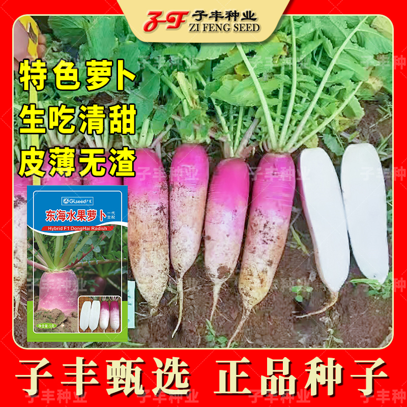 东海水果萝卜种子盆栽四季紫红皮白肉特色薄皮甜脆水萝卜蔬菜种籽