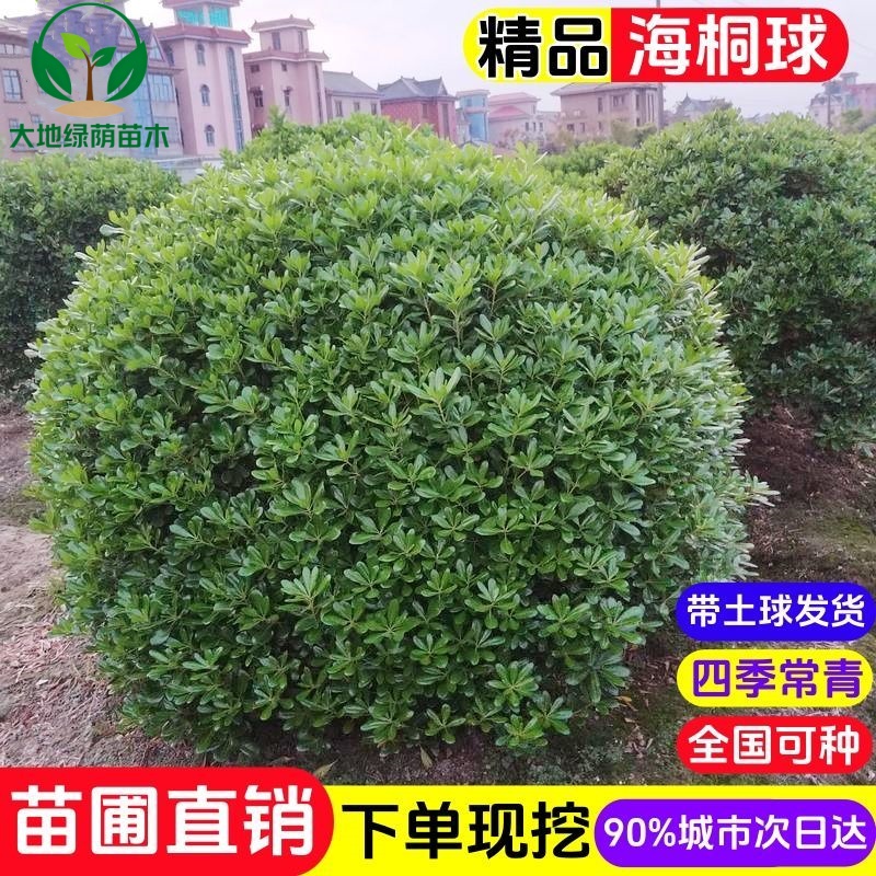 正宗海桐球四季常青耐寒花坛