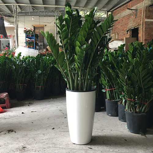 金钱树盆栽绿植室内客厅净化空气