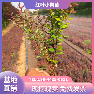 红叶小檗树苗彩色绿篱色块紫叶小檗小苗庭院别墅北方耐寒绿化苗木