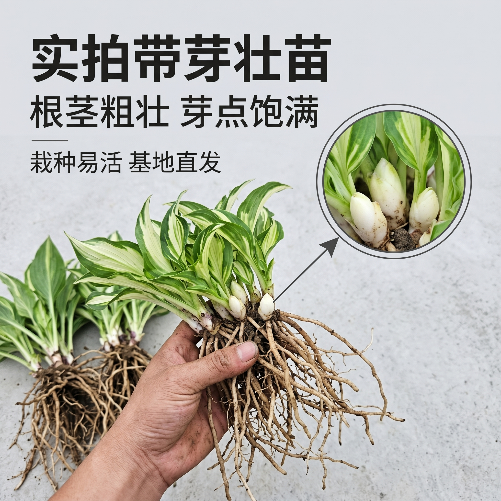 青叶花叶金边玉簪花苗盆栽庭院花园地被彩叶耐阴耐寒多年生好养活