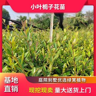 小叶栀子花苗重瓣浓香型盆栽室外别墅庭院四季常青园林绿化工程苗