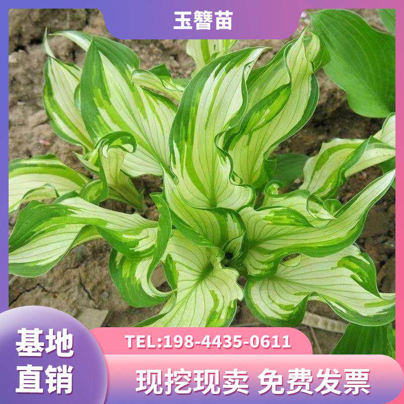 青叶花叶金边玉簪花苗盆栽庭院花园地被彩叶耐阴耐寒多年生好养活