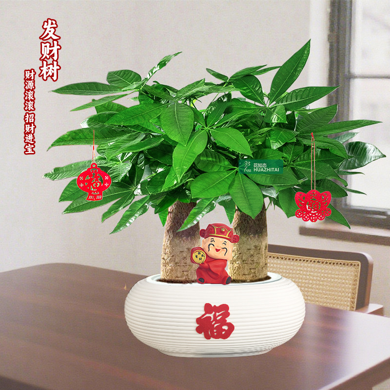 【两杆发财树】桌面绿植盆栽喜庆节日年宵送礼好养耐阴绿植20-30c