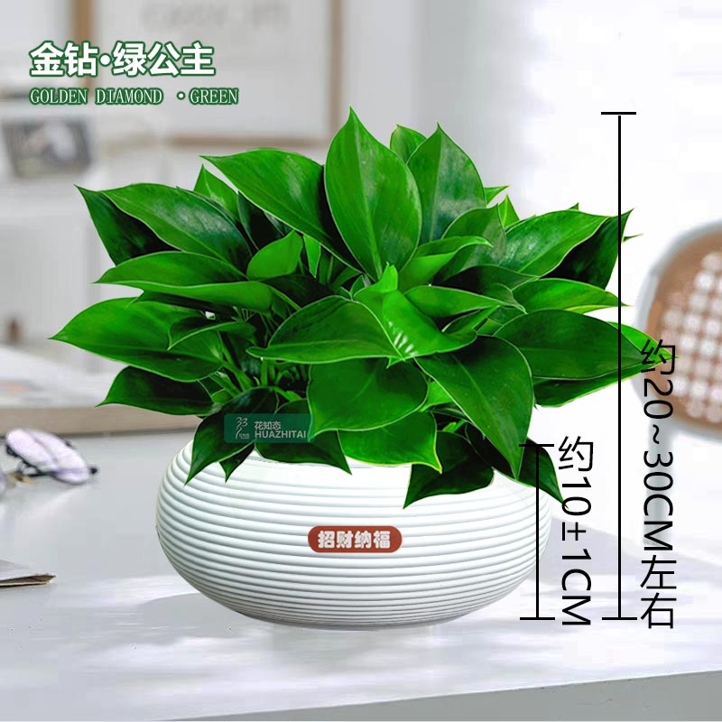 【大叶金钻蔓绿绒】室内桌面懒人季节绿植盆栽好养护花卉美观植物图片