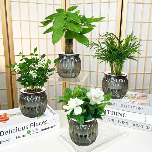 【买三送一】椰子 栀子花 发财树 九里香 美化桌面美观绿植物夏天