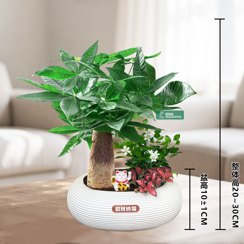【发财树组合盆栽】绿植九里香（20~30CM）办公桌面盆栽好养常青