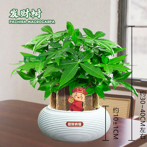 【六杆发财树】室内桌面（约30~40CM）季节盆栽鲜活好养护观叶耐