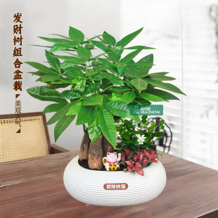 【发财树组合盆栽】九里香绿植（30~40CM）办公桌面盆栽好养常青