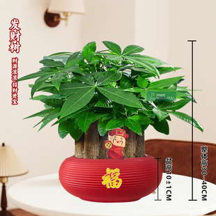 桌面绿植盆栽喜庆节日年宵送礼好养耐阴绿植30 40c 六杆发财树