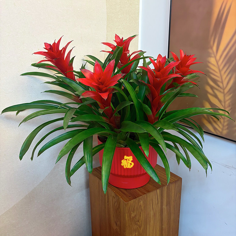 【5颗装桌面款】鸿运当头凤梨花年宵花卉大红星绿植盆栽好养50-60,鲜花速递/花卉仿真/绿植园艺,绿植,淘宝优惠券,粉丝福利购,淘宝优惠卷