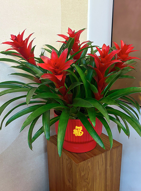 【5颗装桌面款】鸿运当头凤梨花年宵花卉大红星绿植盆栽好养50-60