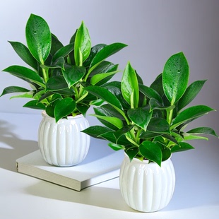 【买一送一】大叶金钻绿公主盆栽配南瓜胶盆美化桌面好养护植物季